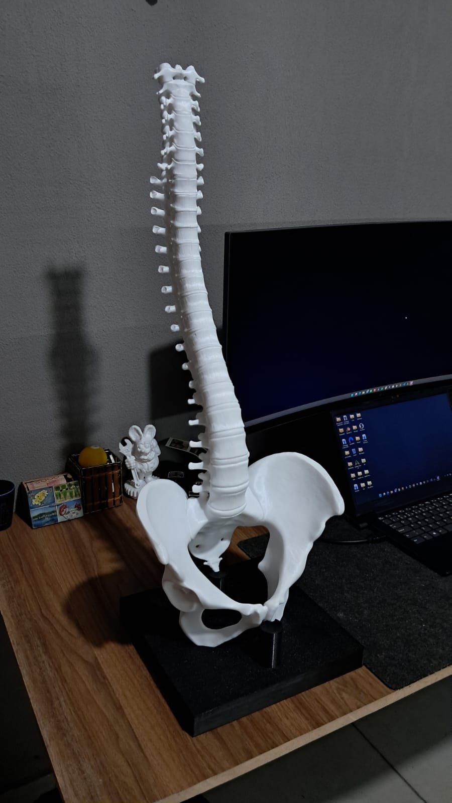 coluna vertebral